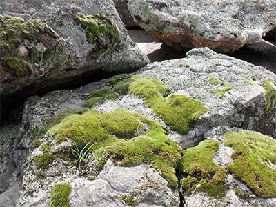 Moss Rocks, Rock n Redgum
